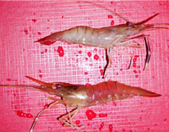 tôm bị đục cơ